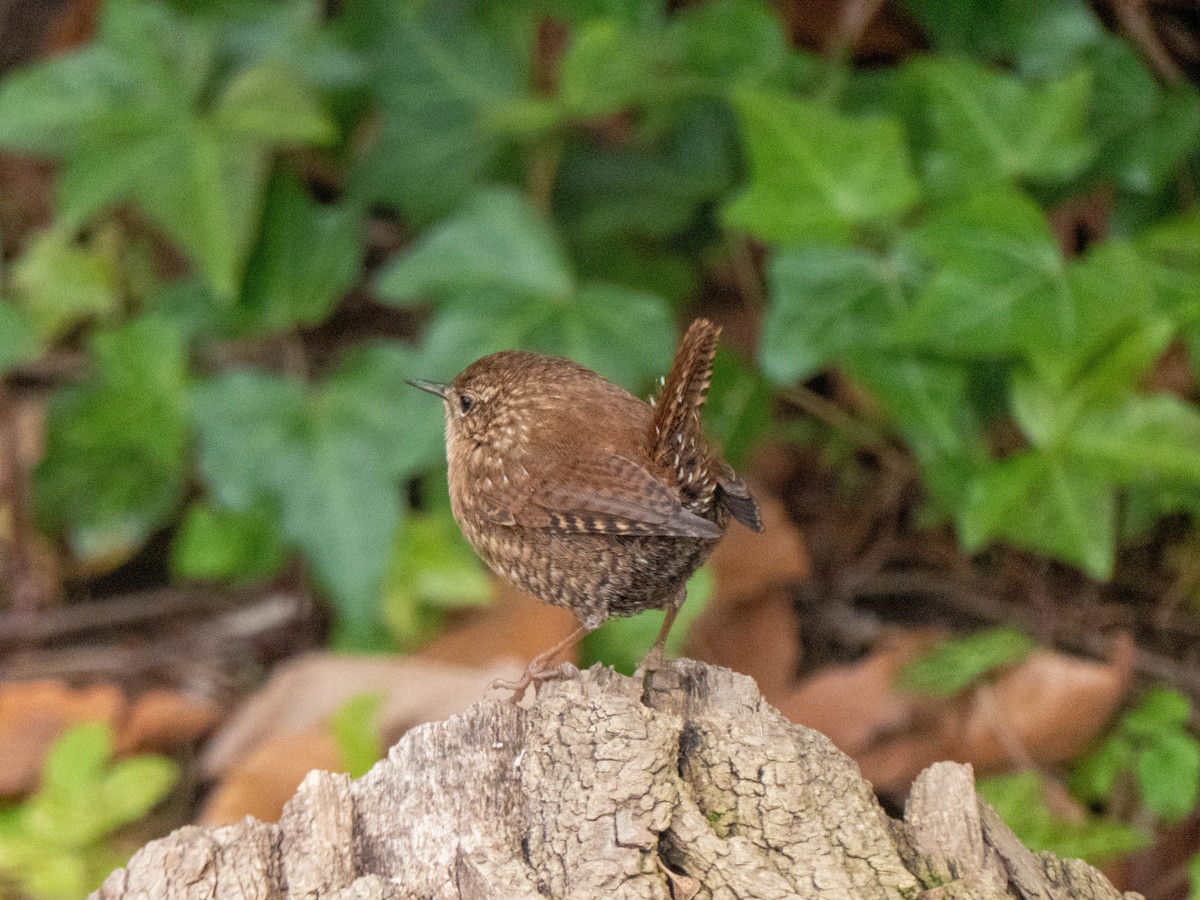 Winter Wren - Briggan Krauss