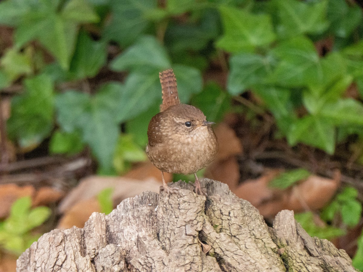 Troglodyte des forêts - ML295756081