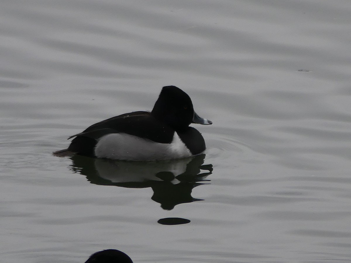 Ring-necked Duck - ML295756581