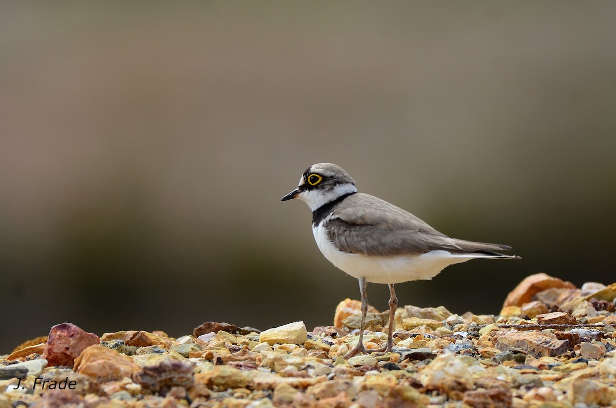 Little Ringed Plover - José Frade