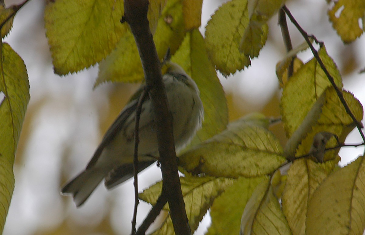 Black-throated Green Warbler - ML295762091