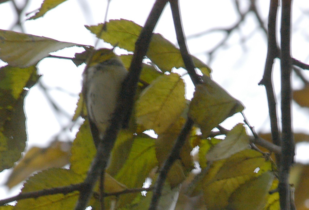 Black-throated Green Warbler - ML295762101