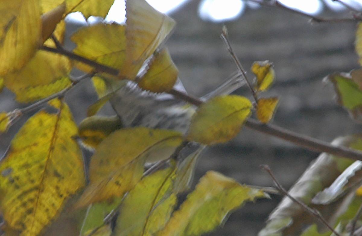 Black-throated Green Warbler - Jeremiah Trimble