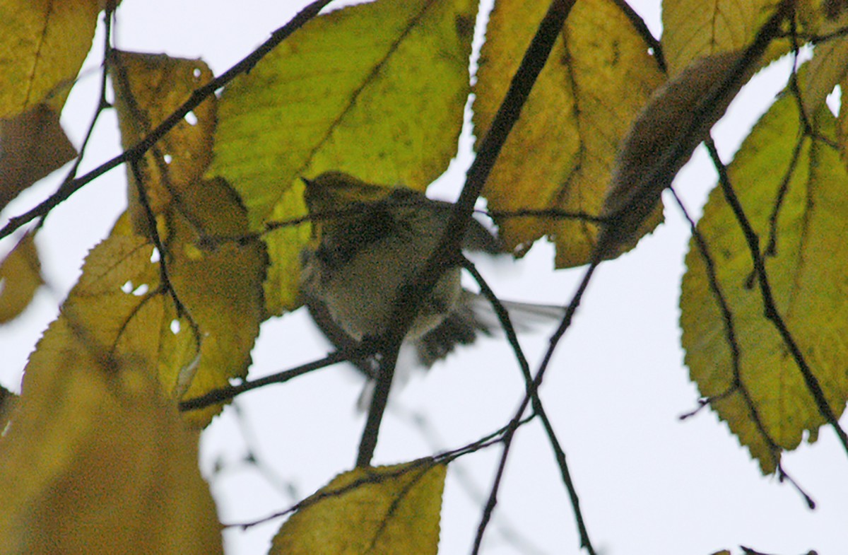 Black-throated Green Warbler - Jeremiah Trimble