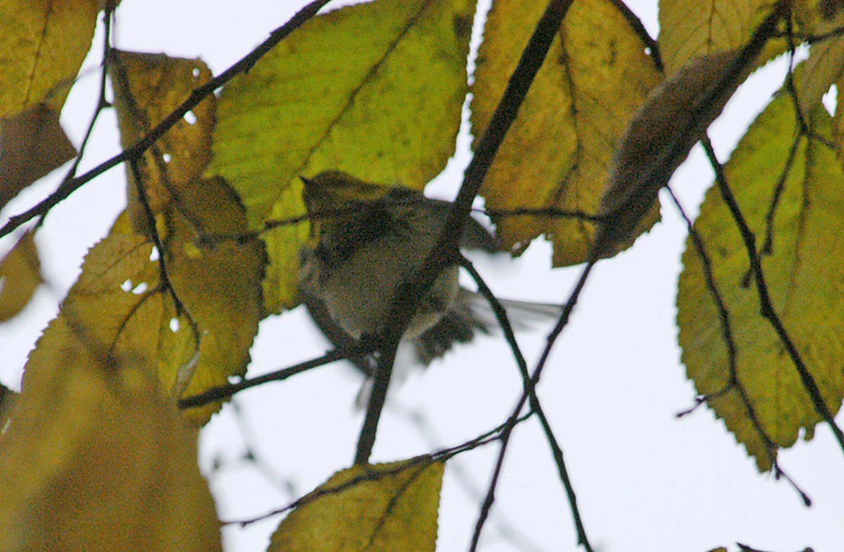 Black-throated Green Warbler - ML295762121