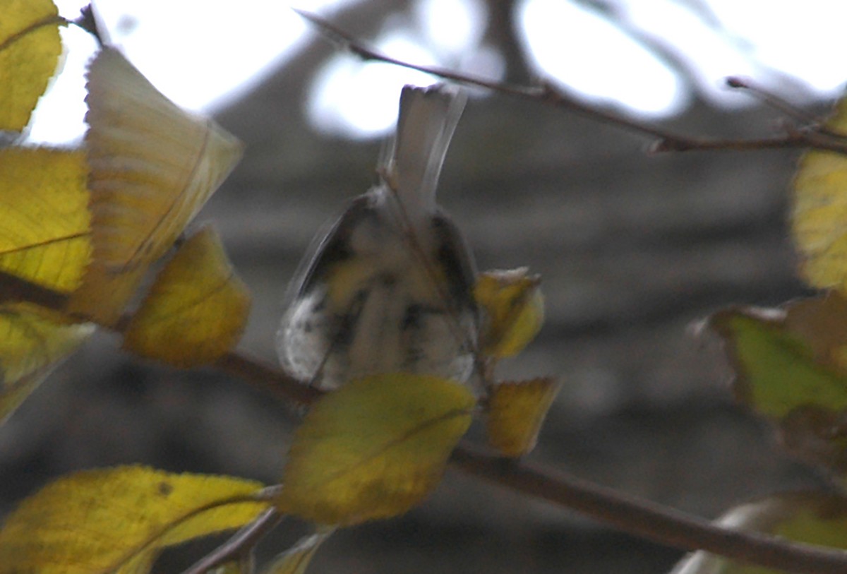 Black-throated Green Warbler - ML295762131