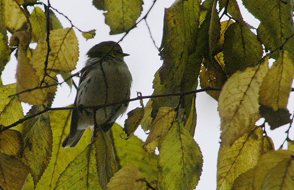 Black-throated Green Warbler - Jeremiah Trimble