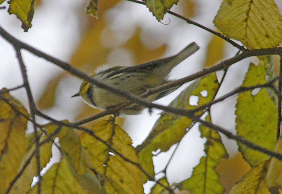 Black-throated Green Warbler - ML295762171