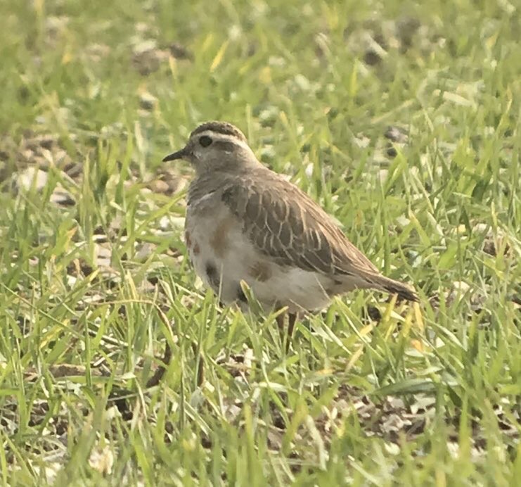 Eurasian Dotterel - ML295762901