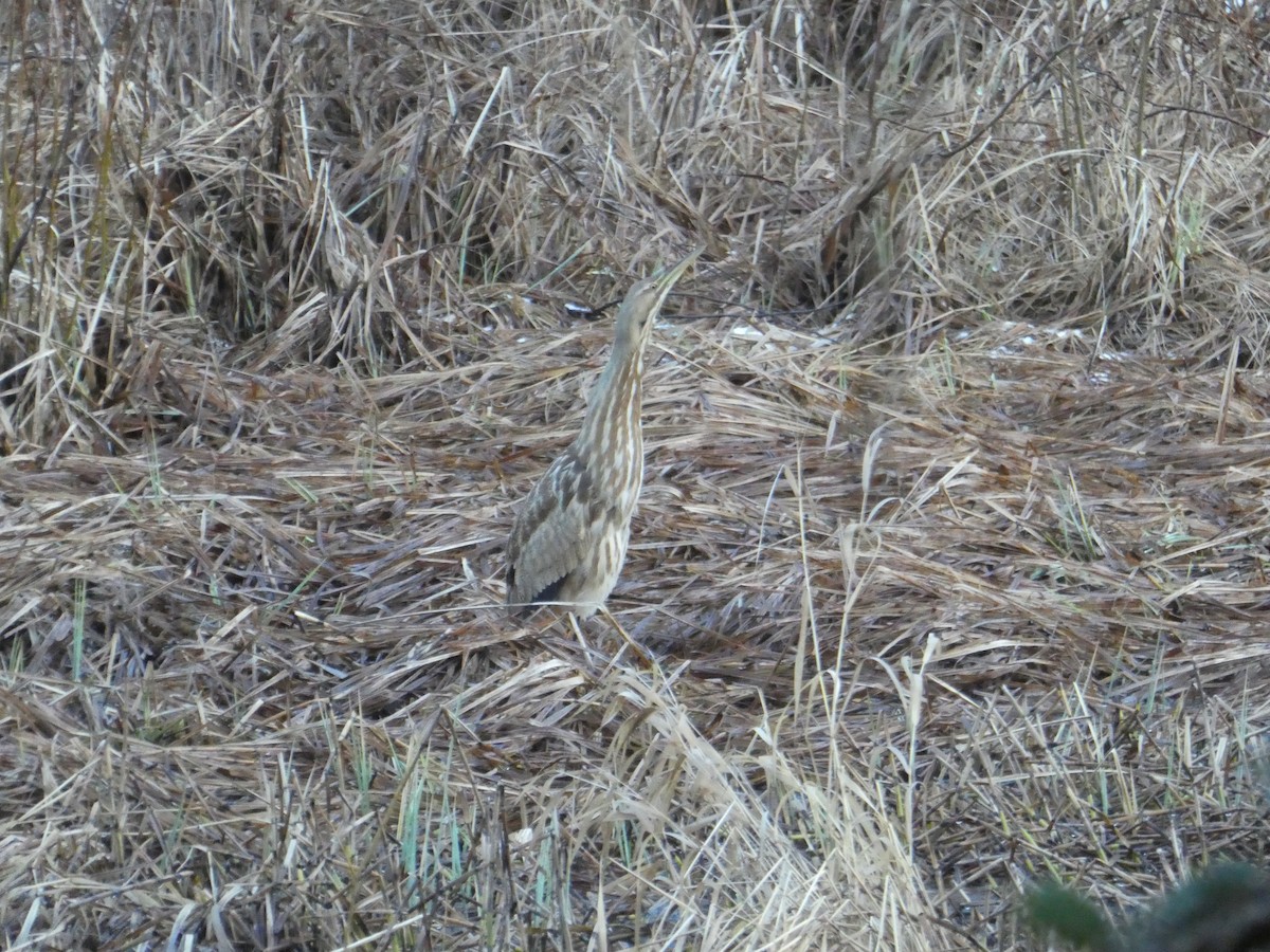 American Bittern - ML295766701