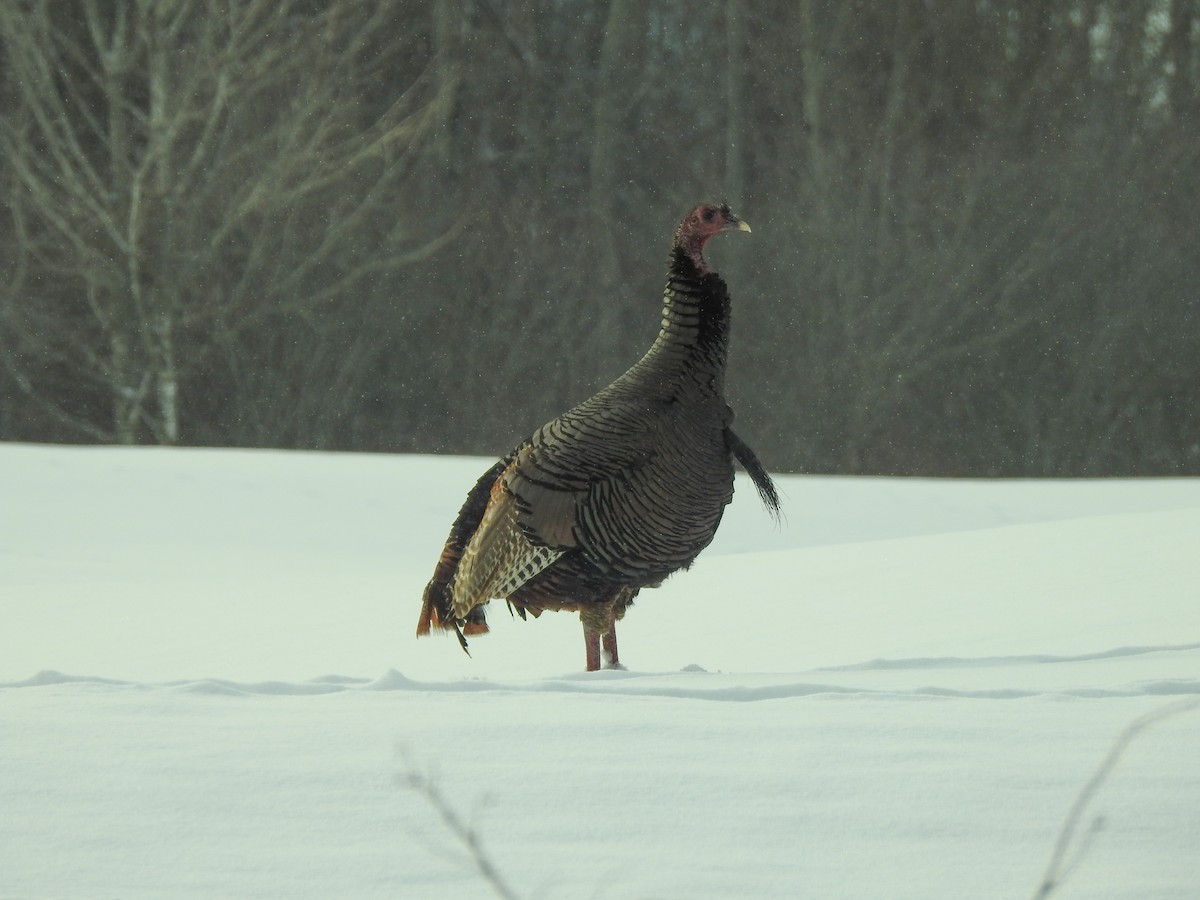 Wild Turkey - ML295767541