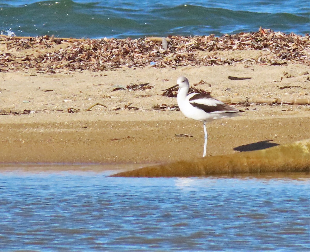 American Avocet - Jes Christian Bech