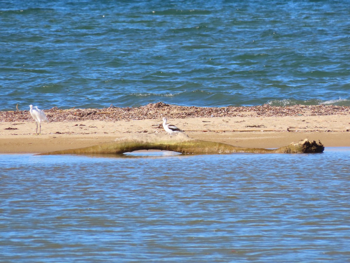 Avoceta Americana - ML295770671