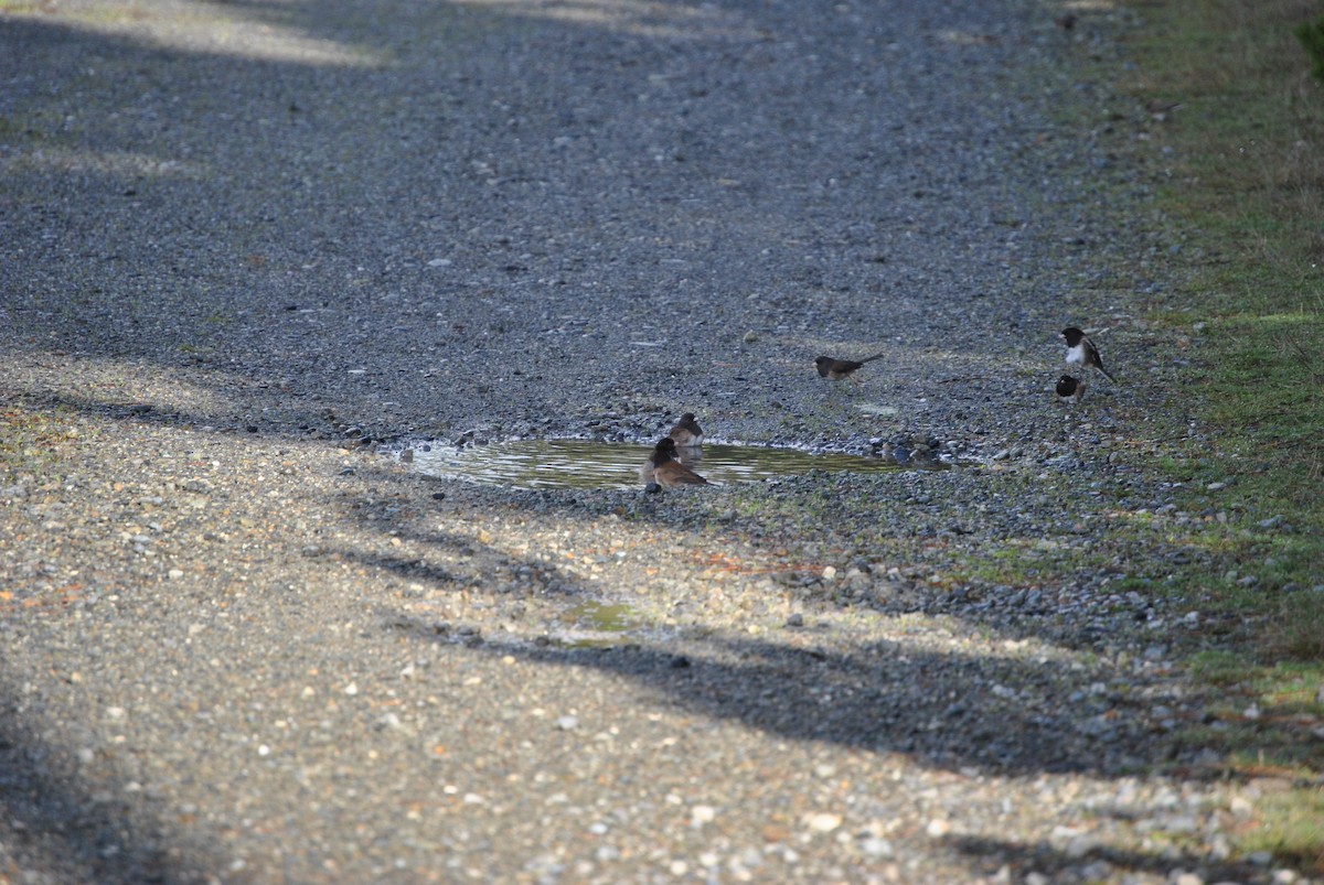 Dark-eyed Junco - ML295771301