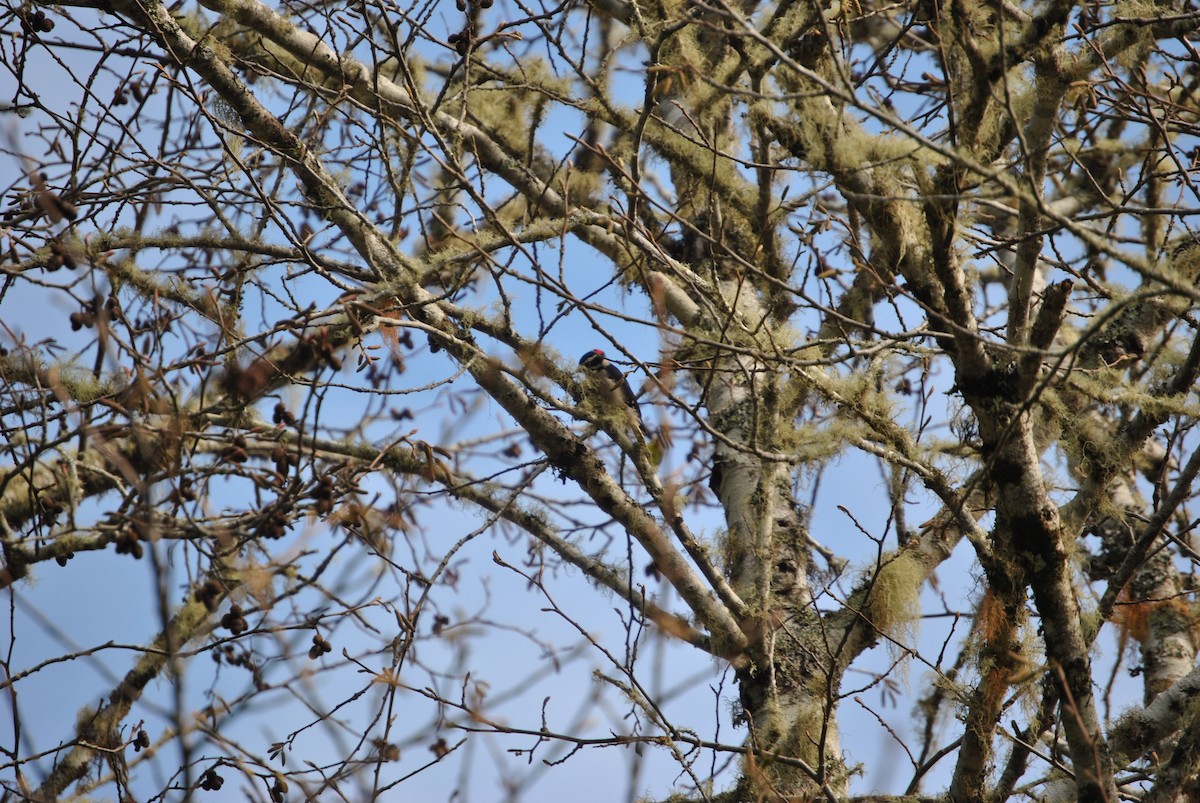Hairy Woodpecker - ML295771381