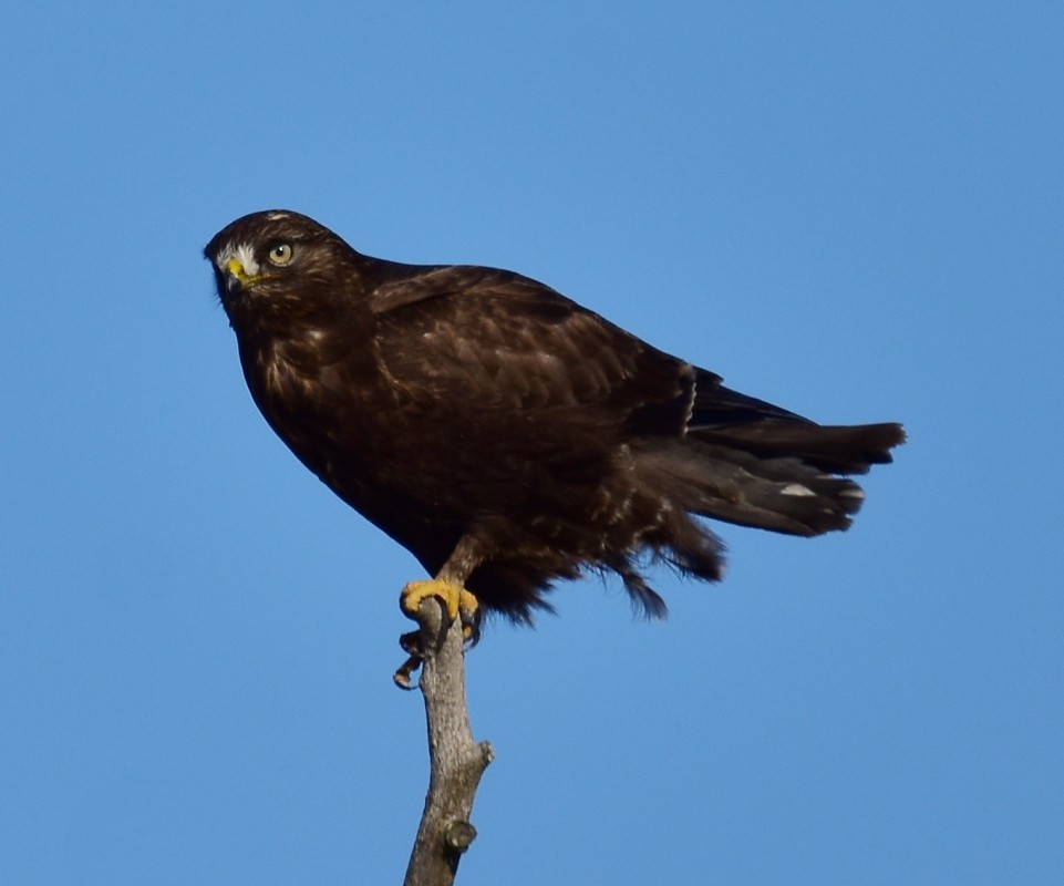 Raufußbussard - ML295773551