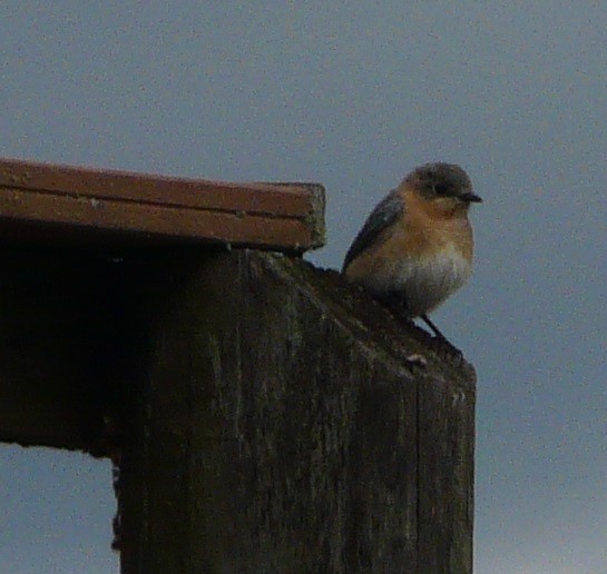 Eastern Bluebird - ML295773741