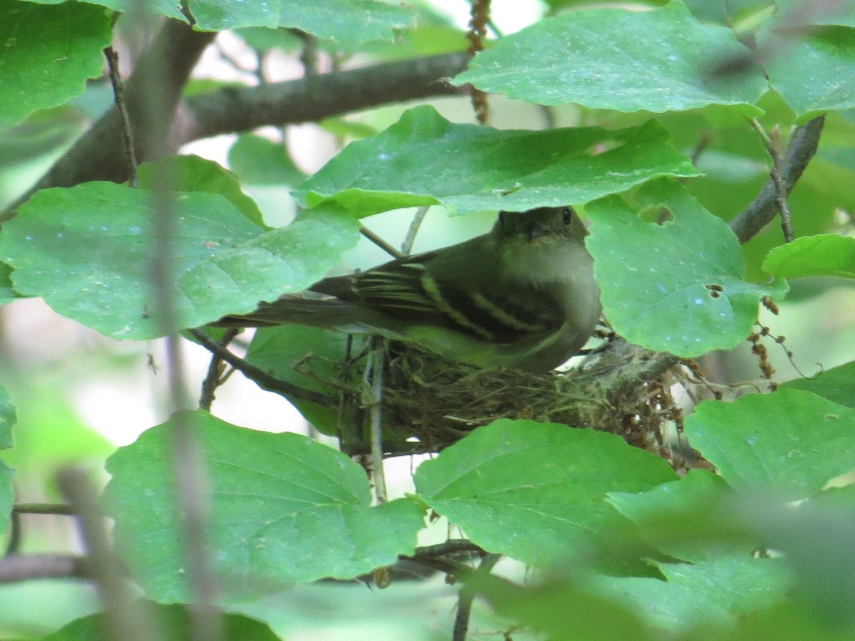 Acadian Flycatcher - Richard Bisbee