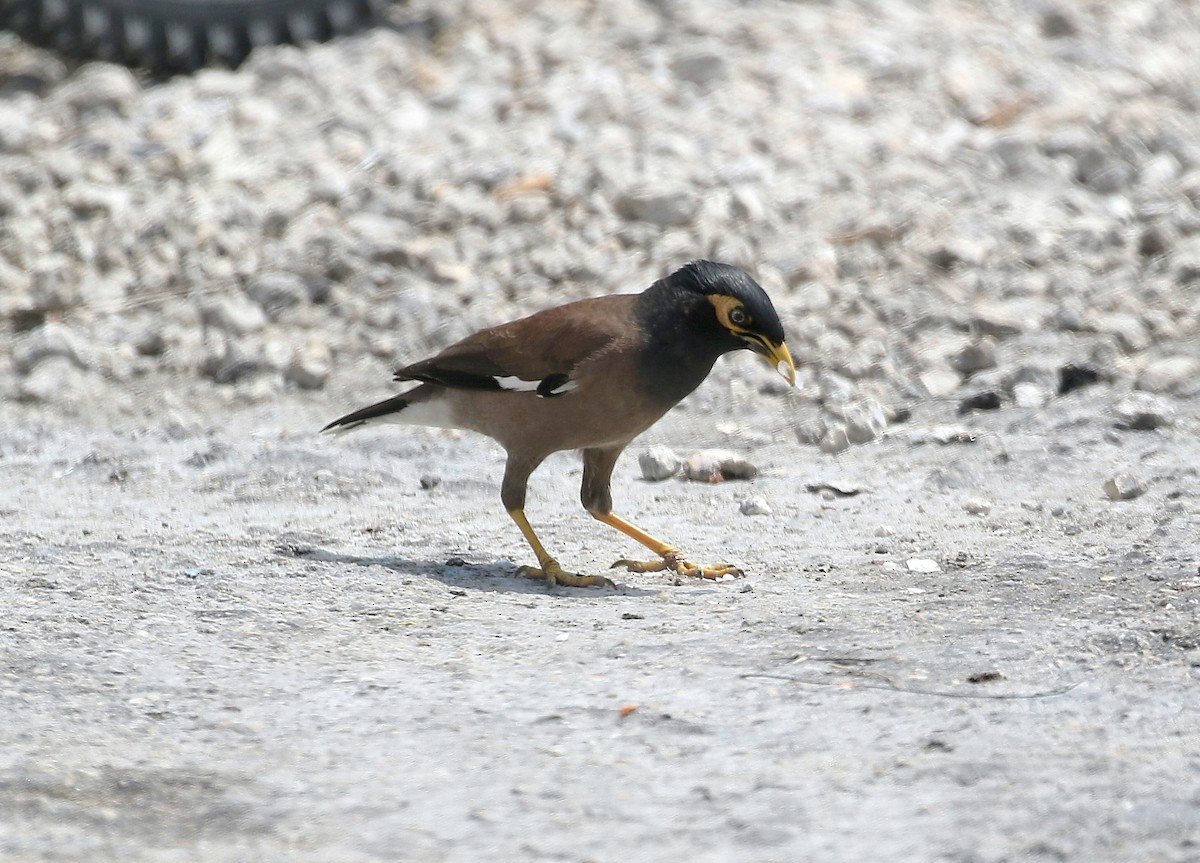 Common Myna - Gary Chapin