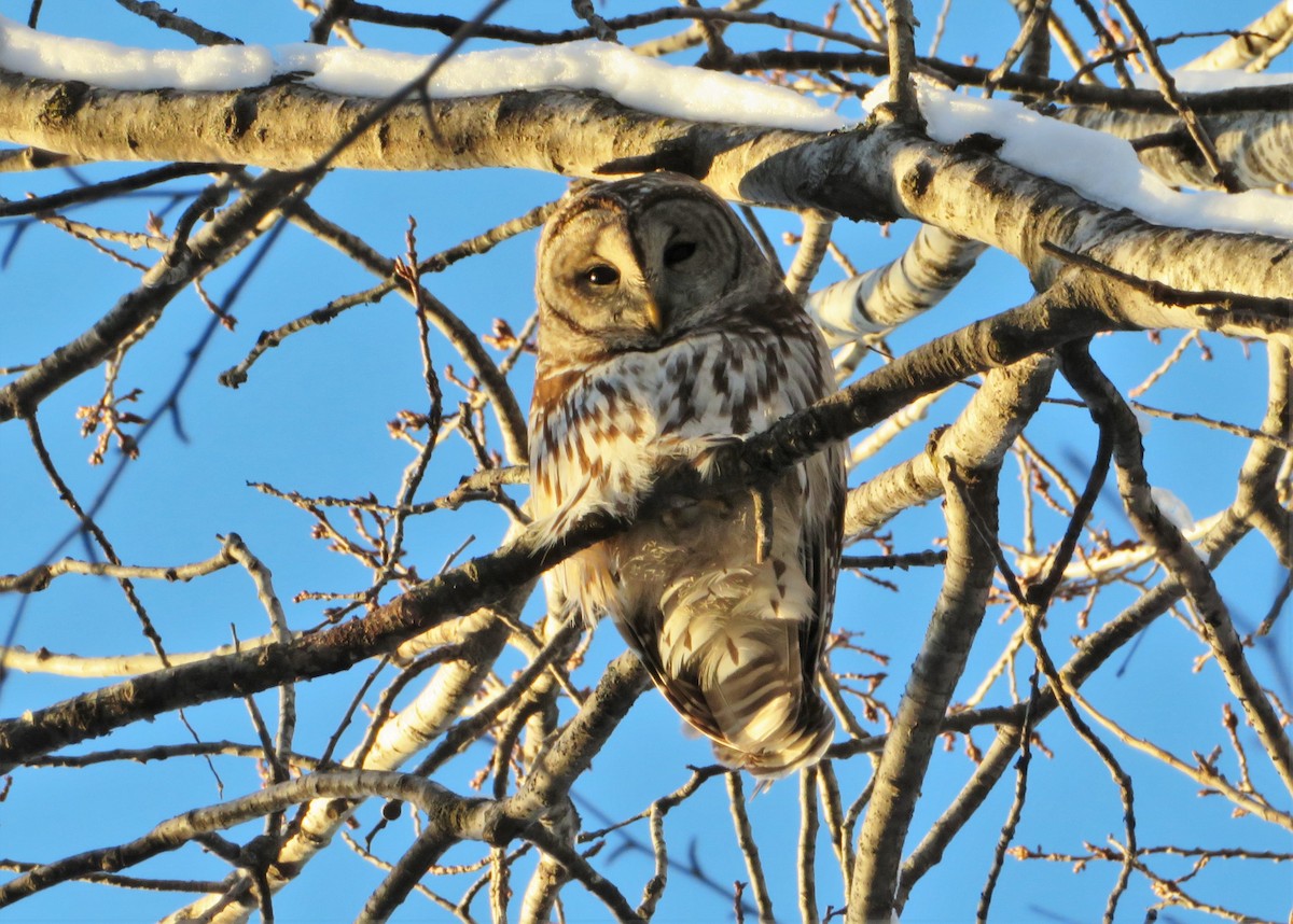 Barred Owl - Kevin Topping