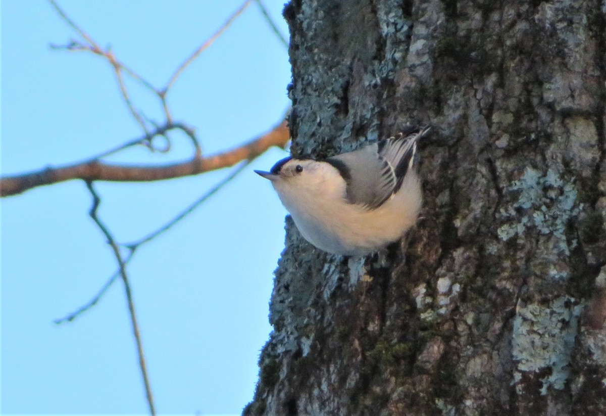 White-breasted Nuthatch - ML295778551