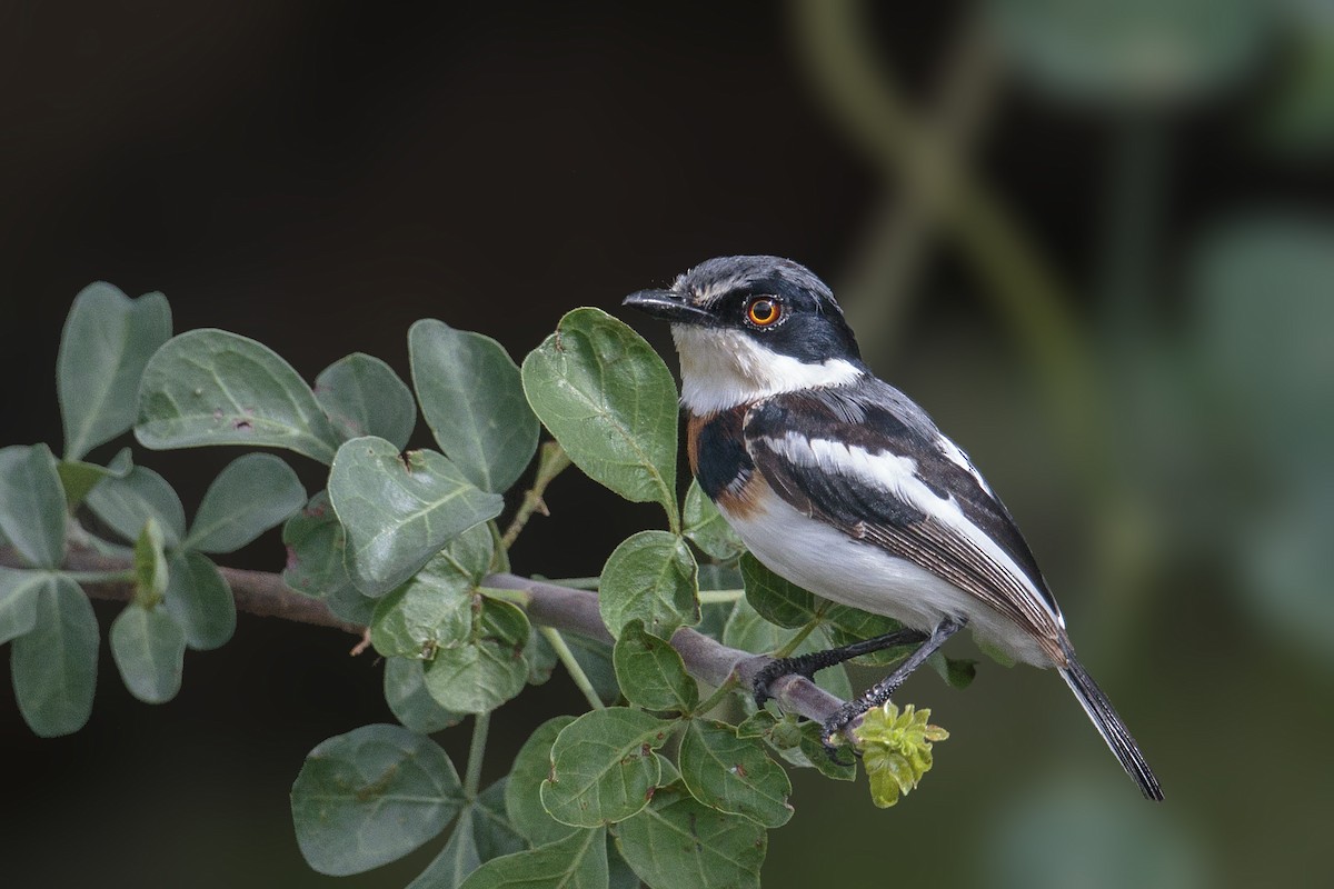 Pygmy Batis - Bradley Hacker 🦜