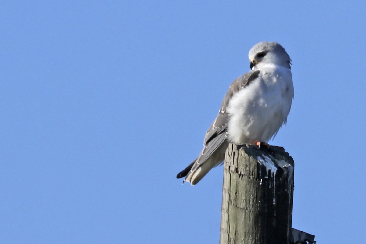 Black-winged Kite - ML295779721