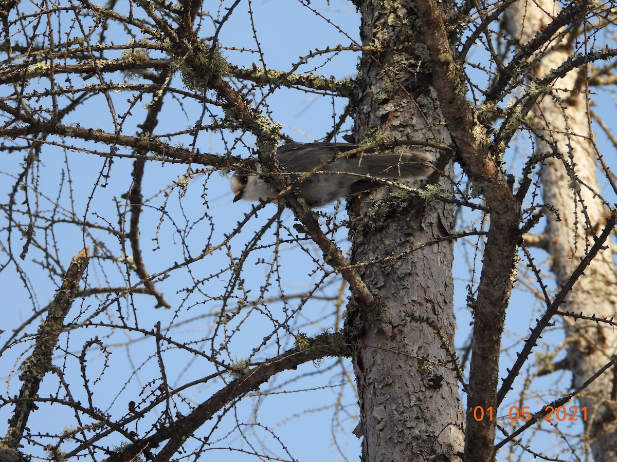 Canada Jay - ML295780101