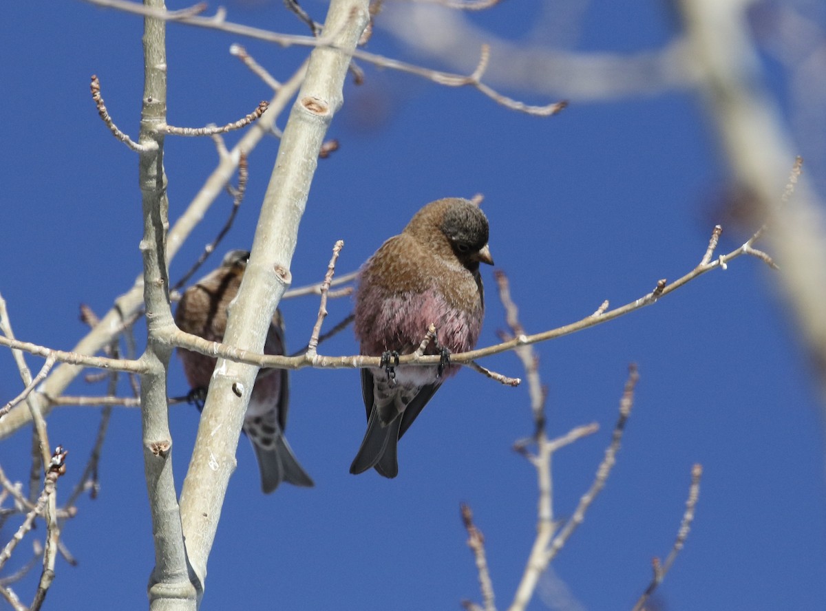 Brown-capped Rosy-Finch - ML295780481
