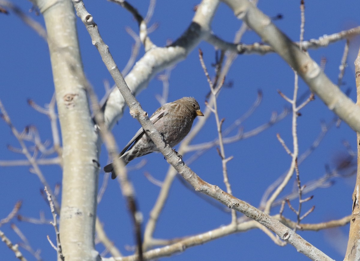 Brown-capped Rosy-Finch - ML295780501