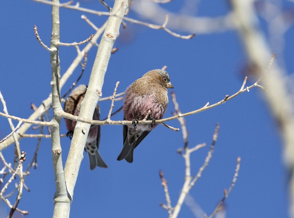 Brown-capped Rosy-Finch - ML295780511