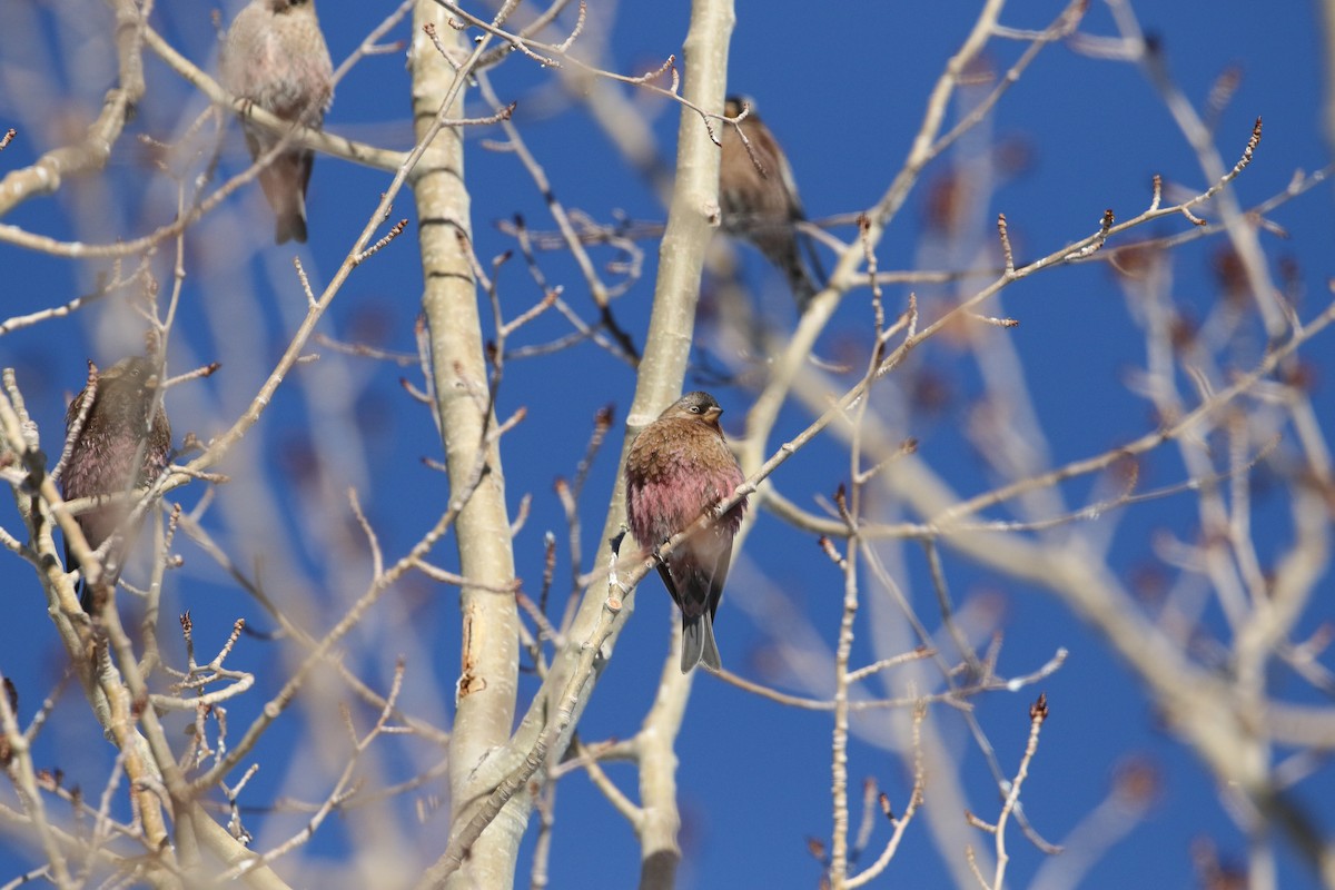 Brown-capped Rosy-Finch - ML295780541