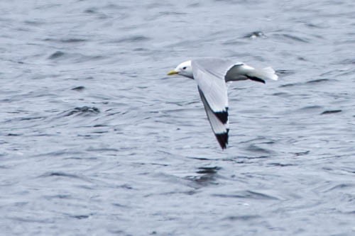 Black-legged Kittiwake - ML29578161