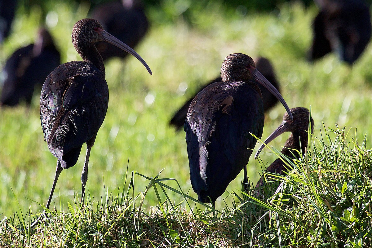 White-faced Ibis - ML295782551