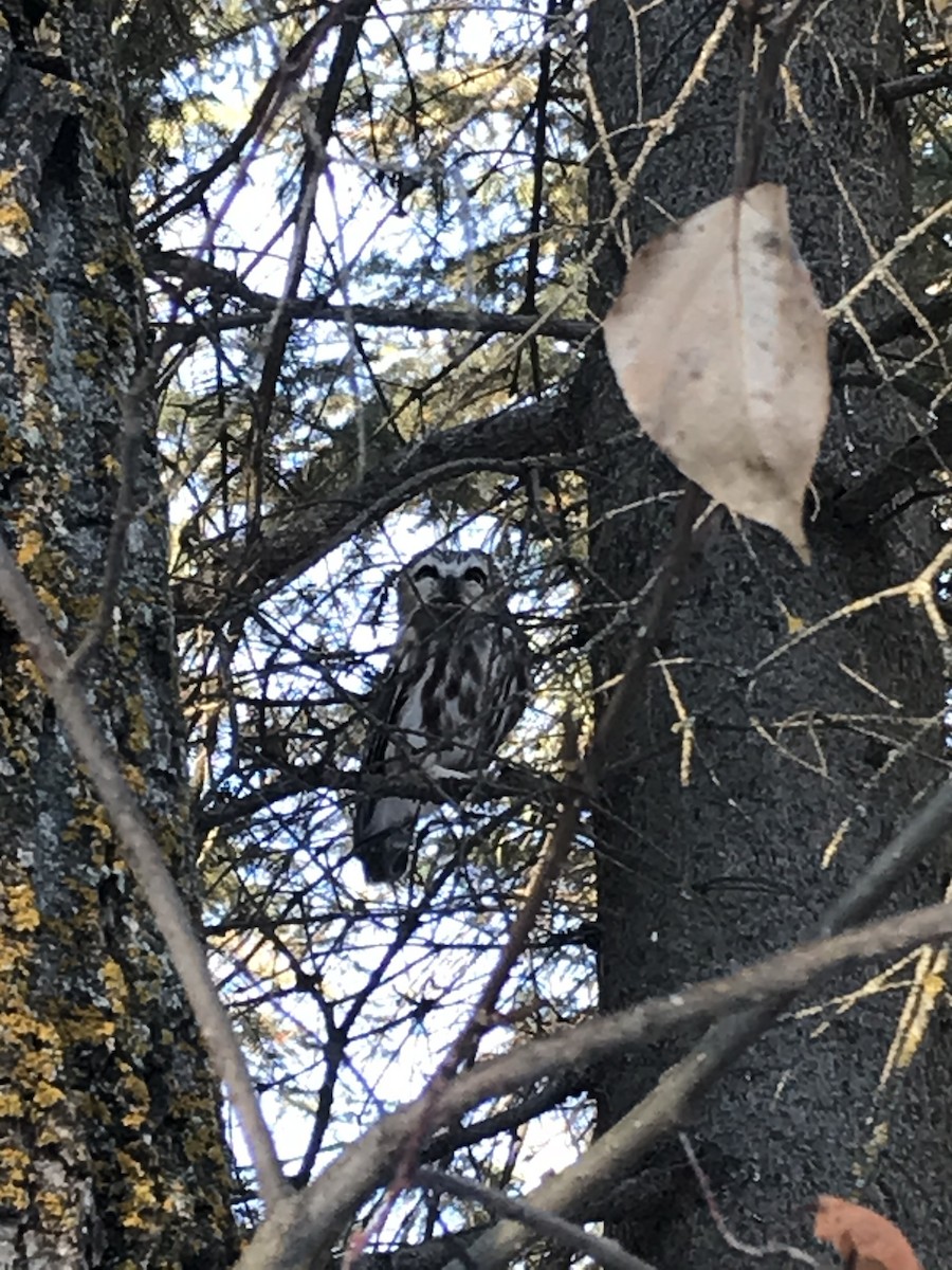 Northern Saw-whet Owl - ML295783041