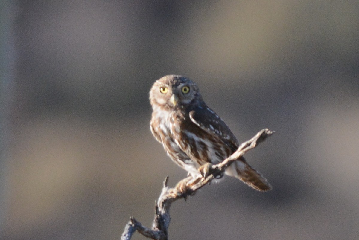 Ferruginous Pygmy-Owl - ML29578391