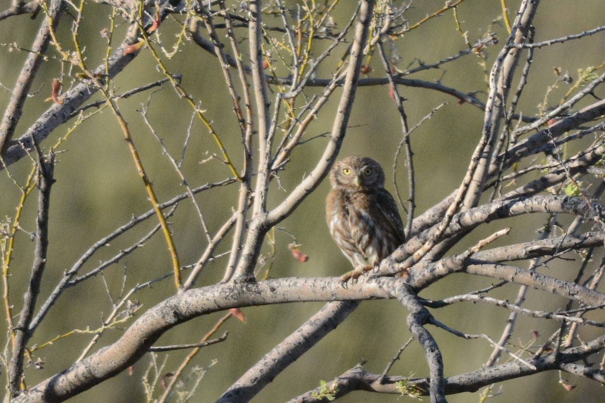 Ferruginous Pygmy-Owl - ML29578401