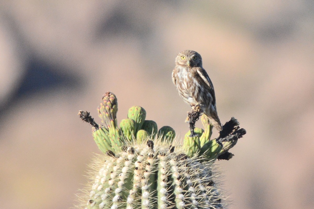 Ferruginous Pygmy-Owl - ML29578411