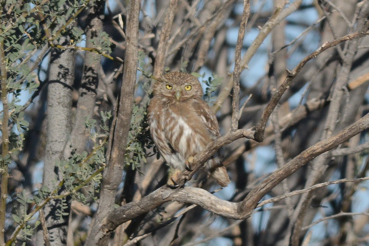 Ferruginous Pygmy-Owl - ML29578421