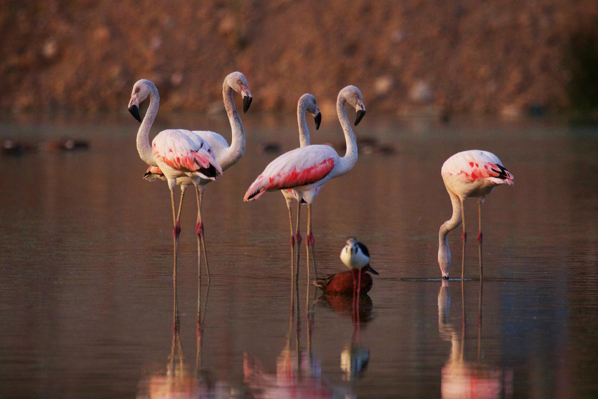 Chilean Flamingo - ML295784661