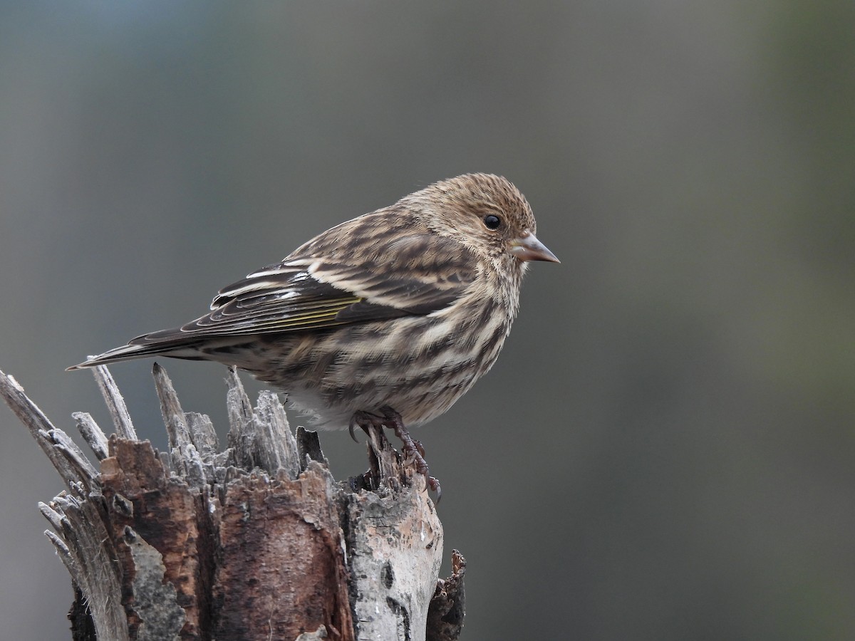 Pine Siskin - Mary Rumple