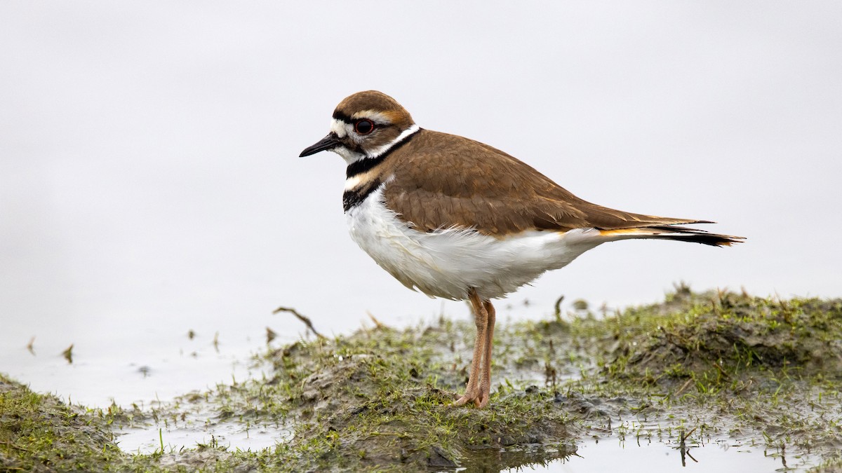 Killdeer - Jim Gain