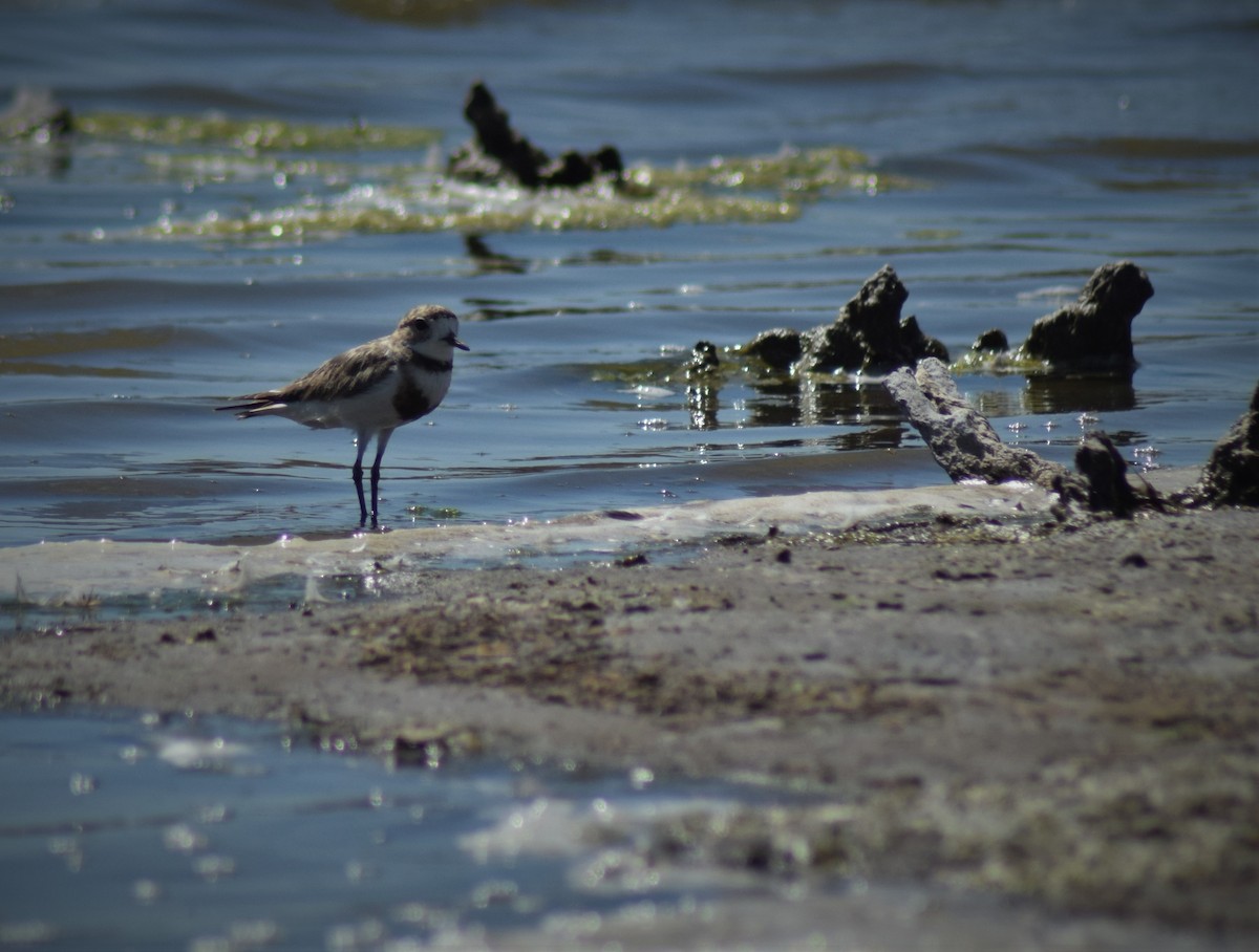 Two-banded Plover - ML295788121