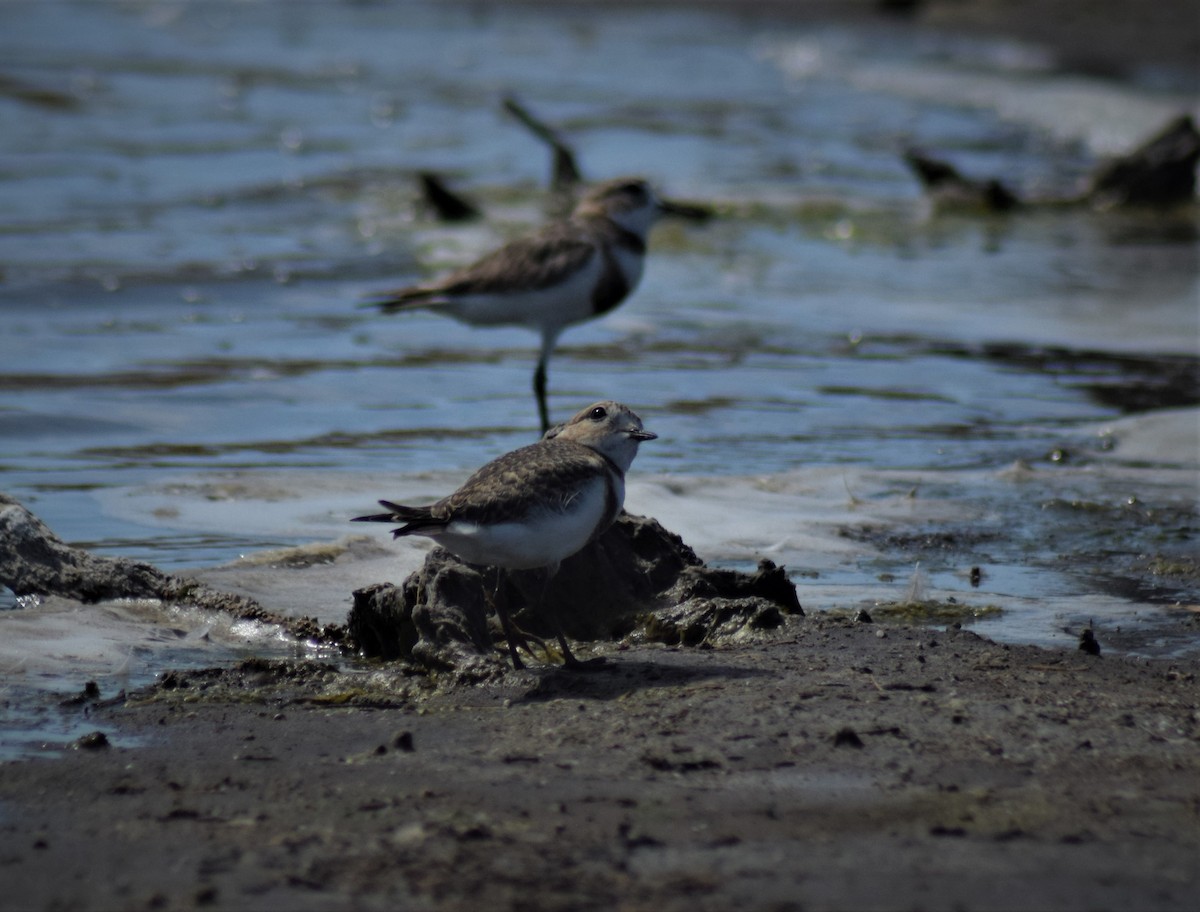 Two-banded Plover - ML295788131