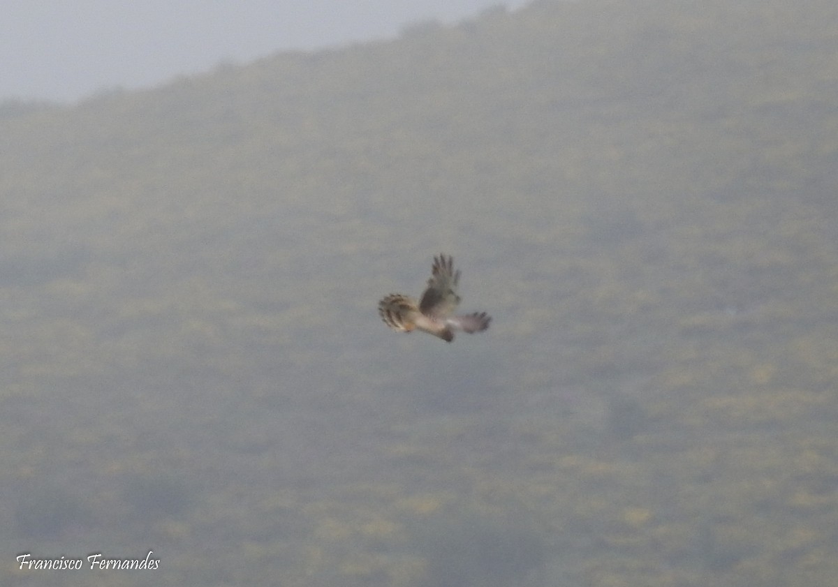 Hen Harrier - ML29578821