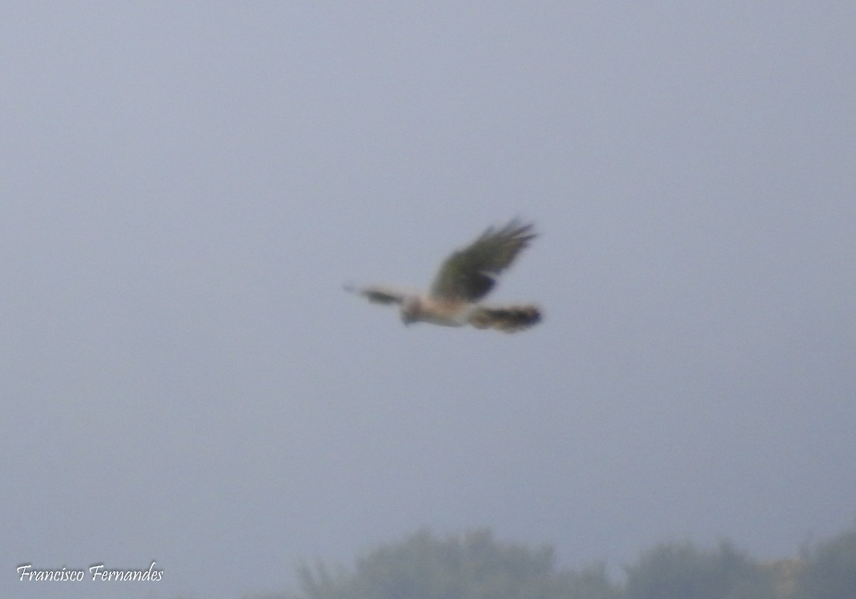 Hen Harrier - ML29578831