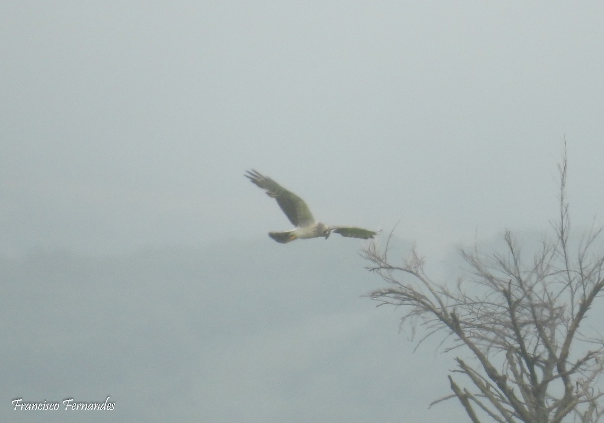 Hen Harrier - ML29578841