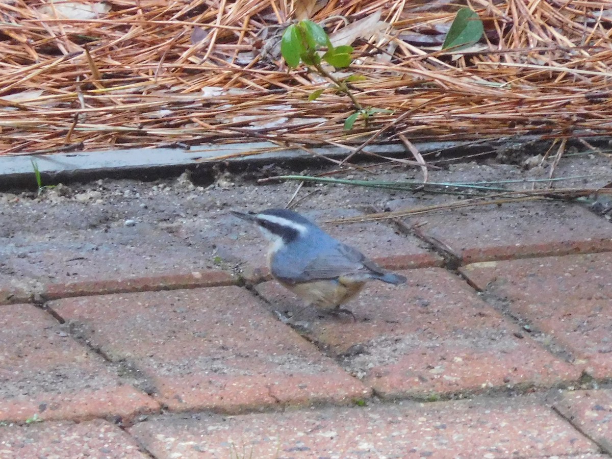 Red-breasted Nuthatch - ML295788911
