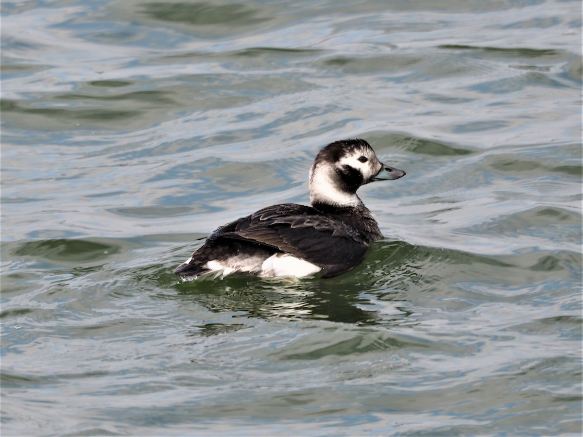 Long-tailed Duck - ML295789591