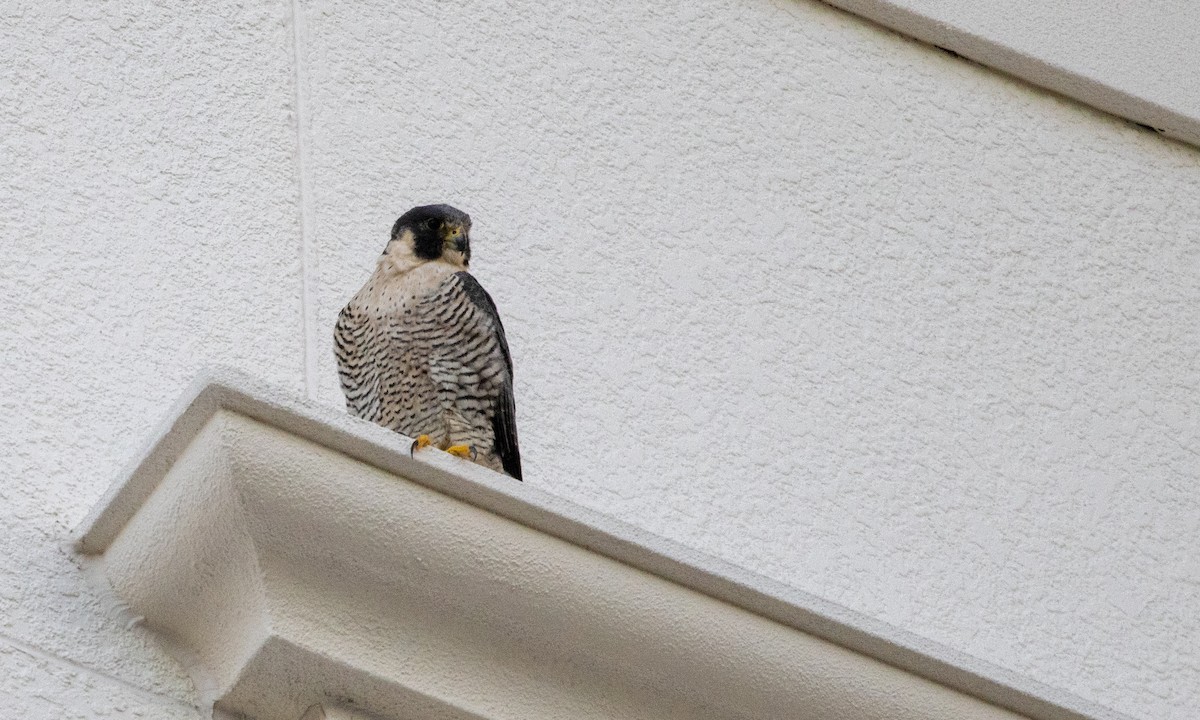 Peregrine Falcon (North American) - ML295790031